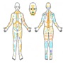 Bodymap